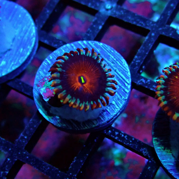 Ultra Zoas Frag