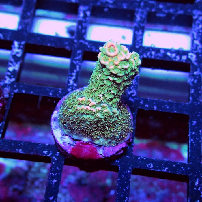 Millepora Acro