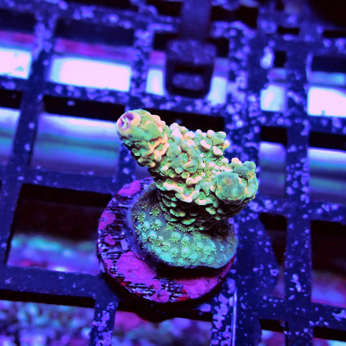 Millepora Acro