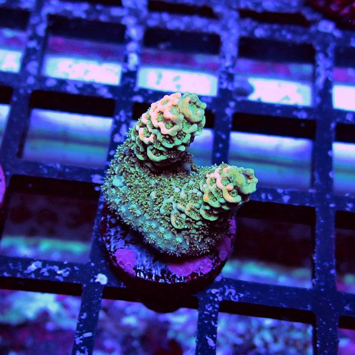 Millepora Acro