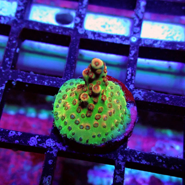 Aquaculture Frag Acro