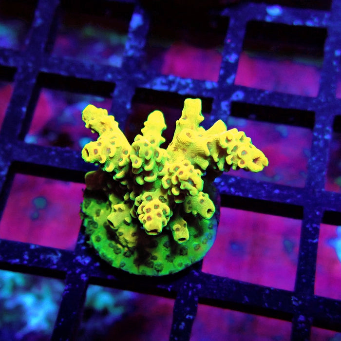 Aquaculture Frag Acro