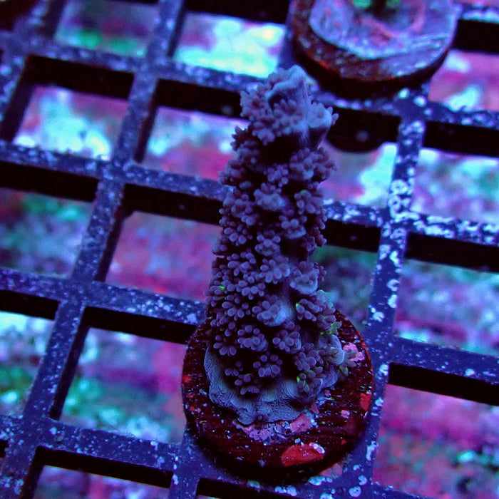Black Acro