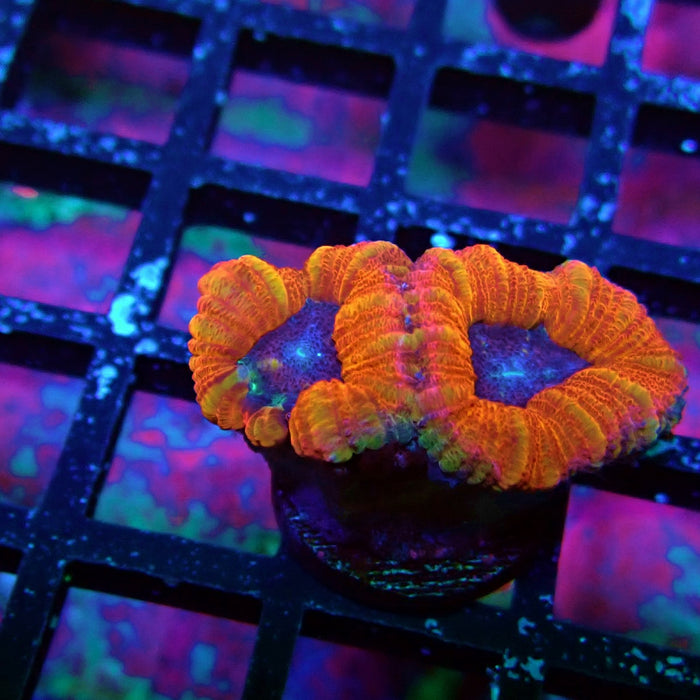 Acan Lord Coral Frag (7)
