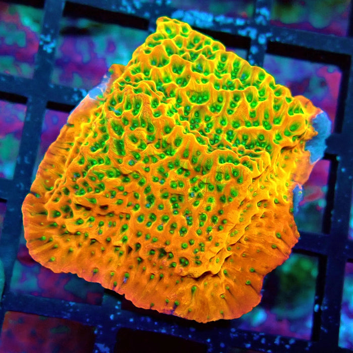 REx Rainbow Montipora