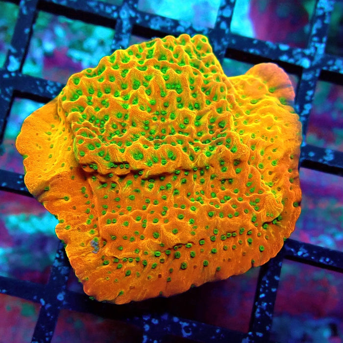 REx Rainbow Montipora