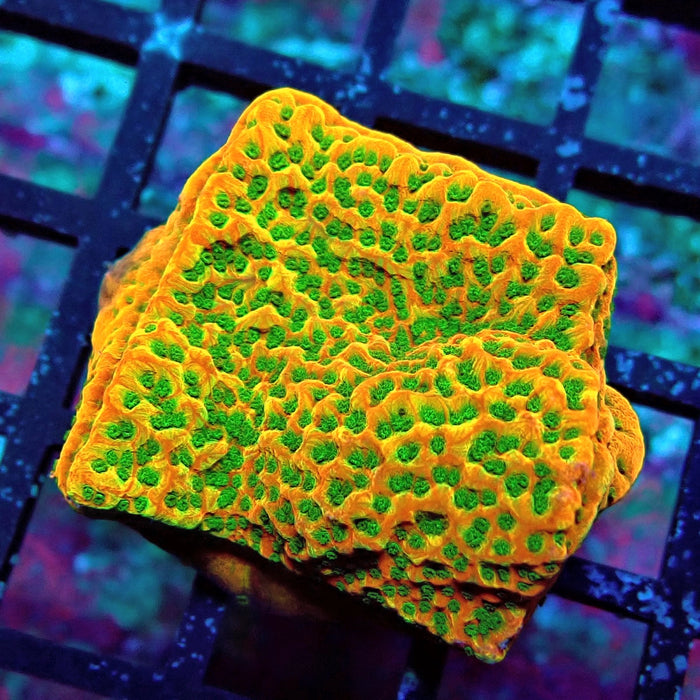 REx Rainbow Montipora