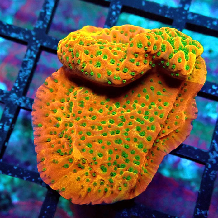 REx Rainbow Montipora