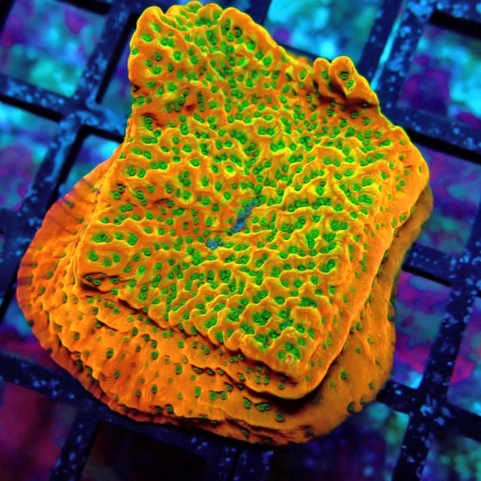 REx Rainbow Montipora
