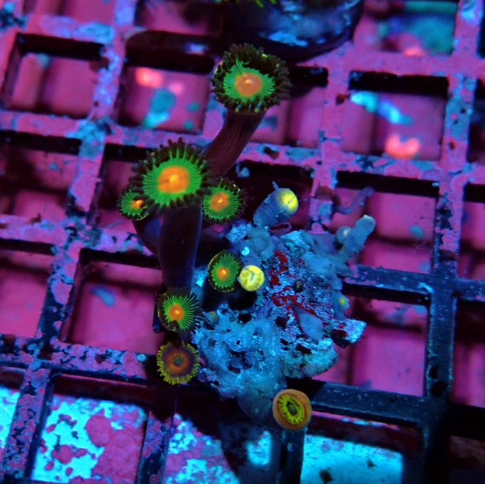 Ultra Zoas Frag