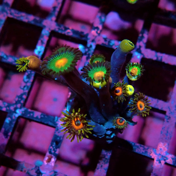 Ultra Zoas Frag