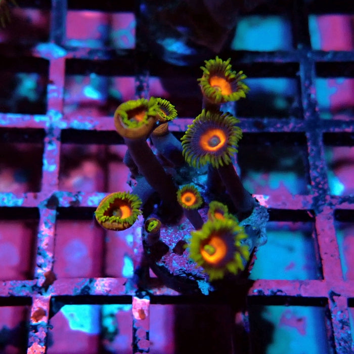 Ultra Zoas Frag