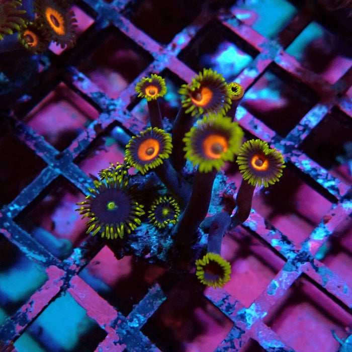Ultra Zoas Frag