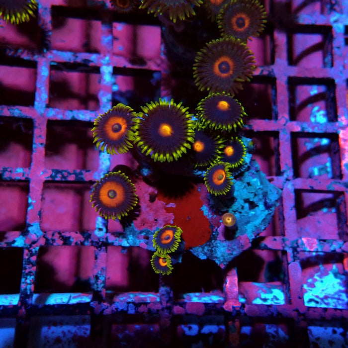 Ultra Zoas Frag