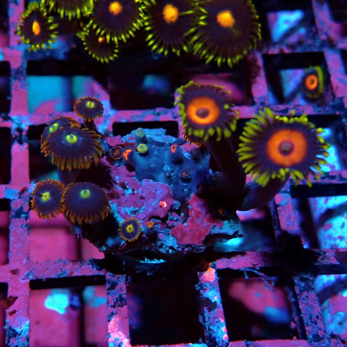 Ultra Zoas Frag