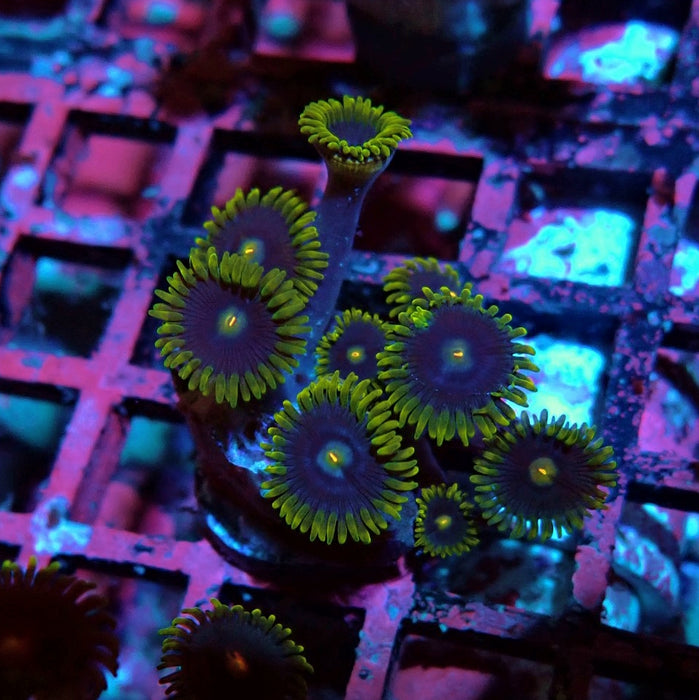 Ultra Zoas Frag
