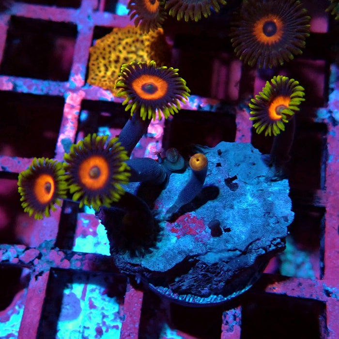 Ultra Zoas Frag