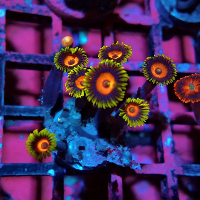 Ultra Zoas Frag