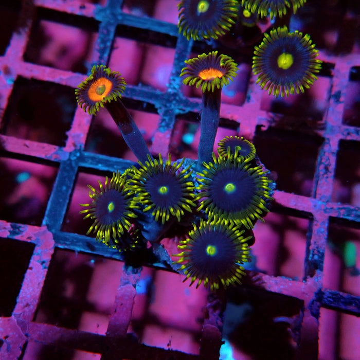 Ultra Zoas Frag