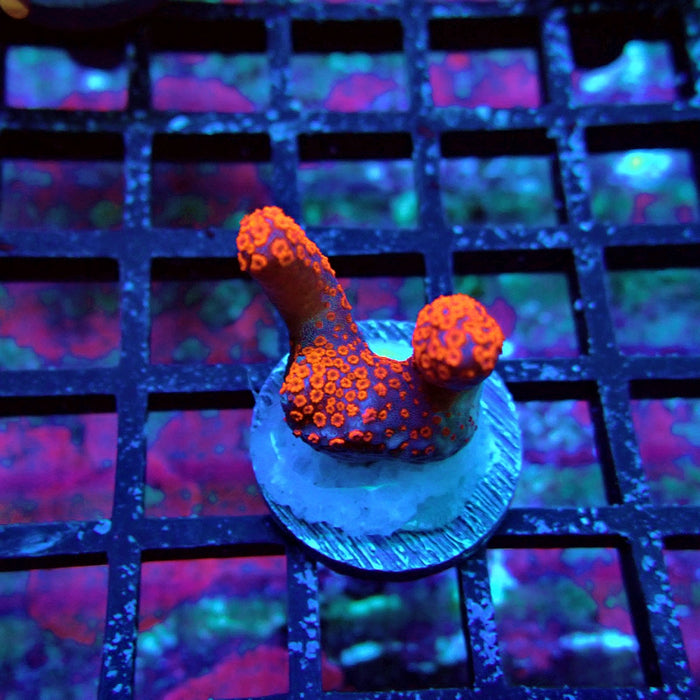 Bubblegum Montipora