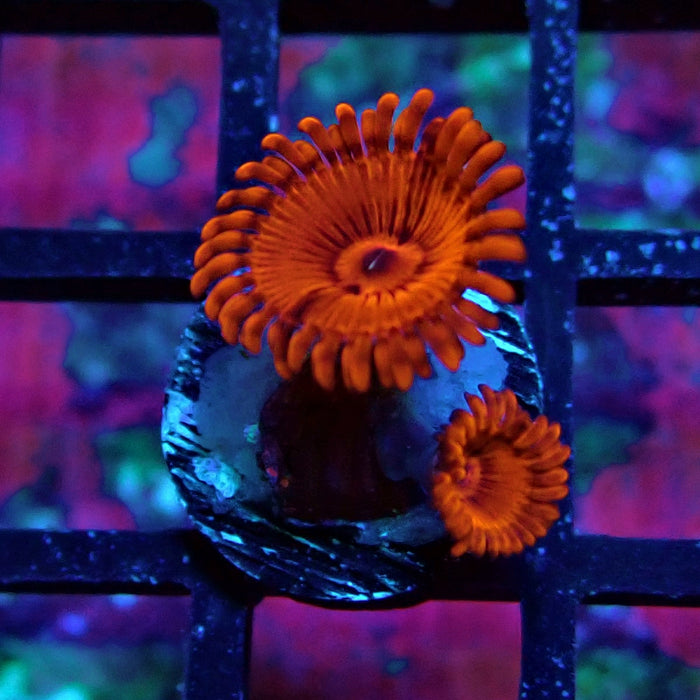 Ultra Red Zoas Frag
