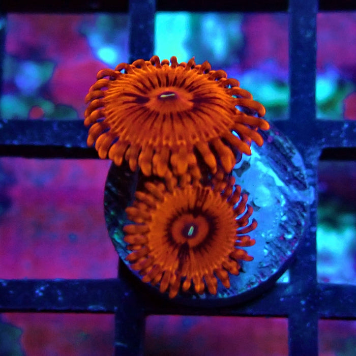 Ultra Red Zoas Frag
