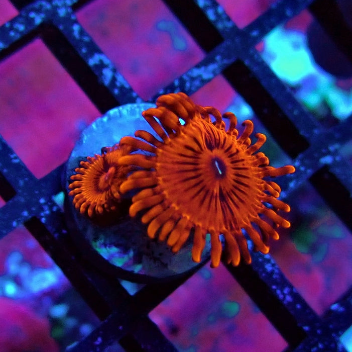 Ultra Red Zoas Frag