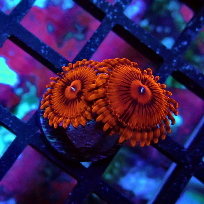 Ultra Red Zoas Frag