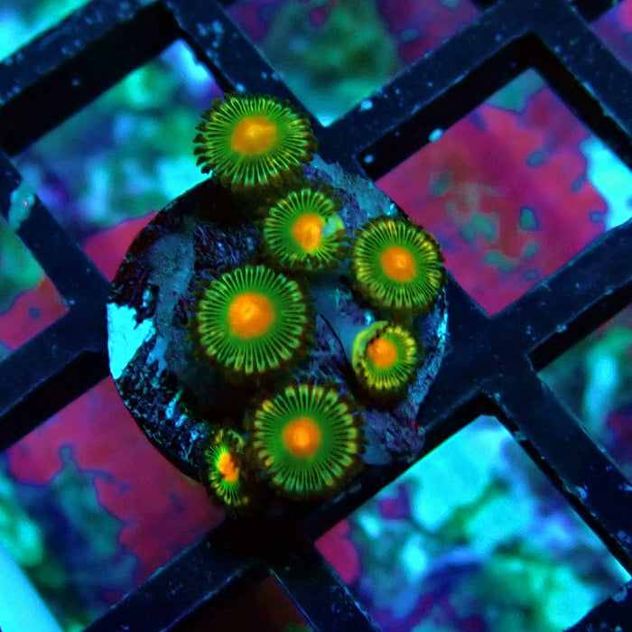 Ultra Zoas Frag