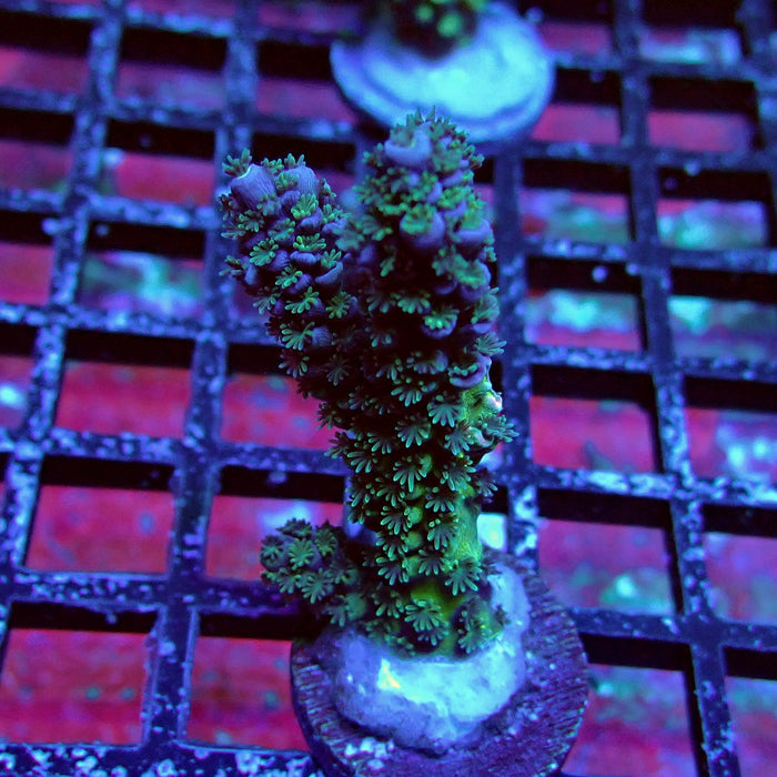 Green-Blue Tenuis Acro