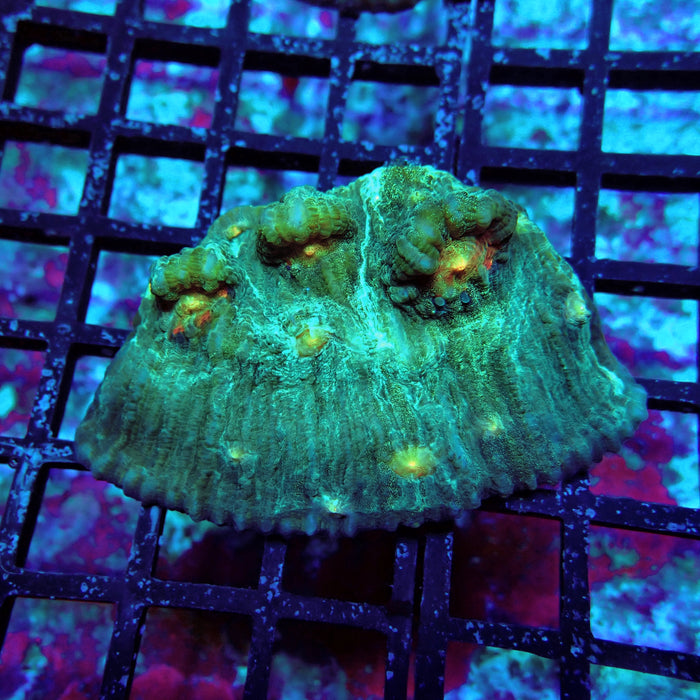 Chalice Coral Frag (15)
