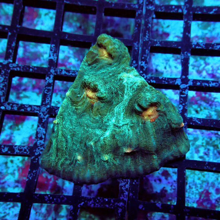 Chalice Coral Frag (15)