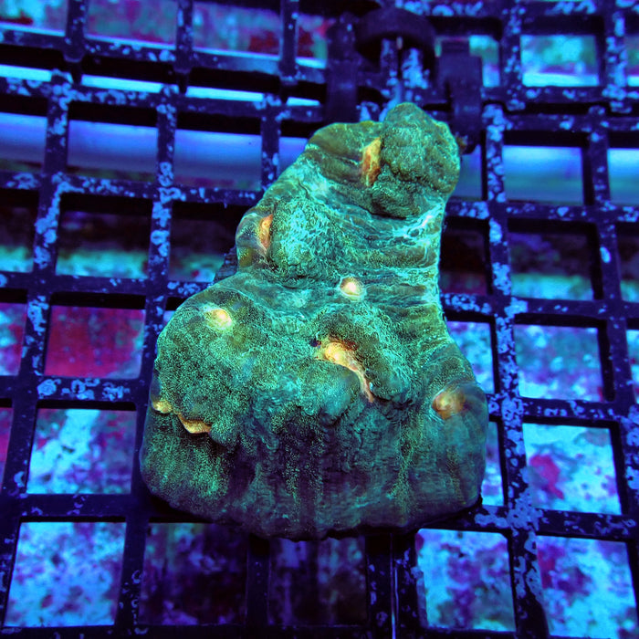 Chalice Coral Frag (15)