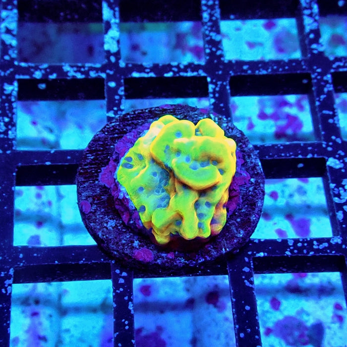 Montipora Beach Bum