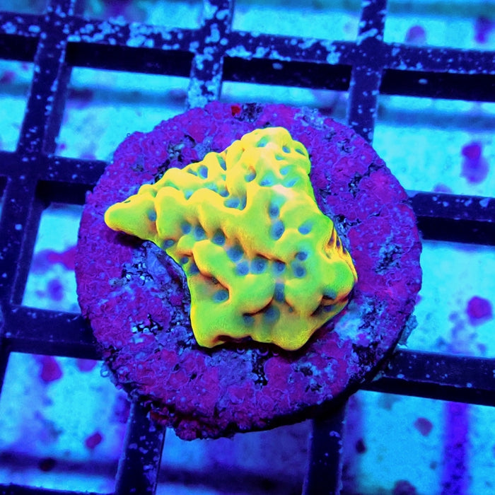 Montipora Beach Bum