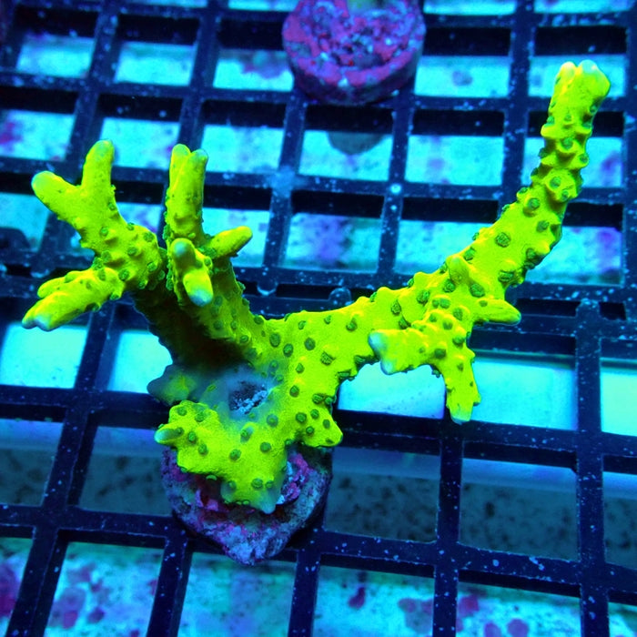 Anacropora Mustard