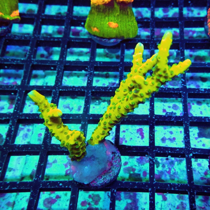 Anacropora Mustard