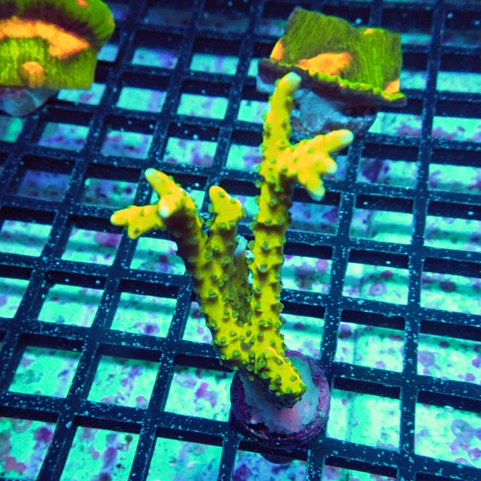Anacropora Mustard
