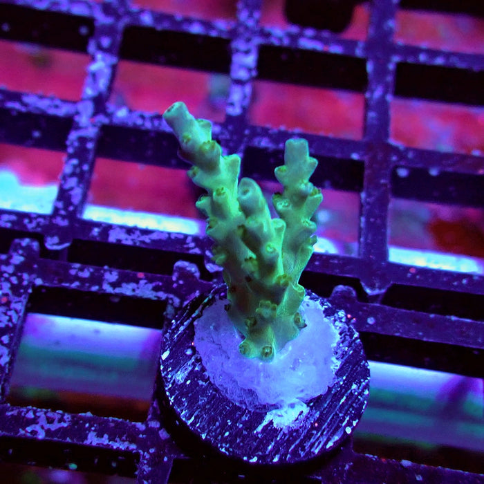 Purple Desalwii Acro Frag