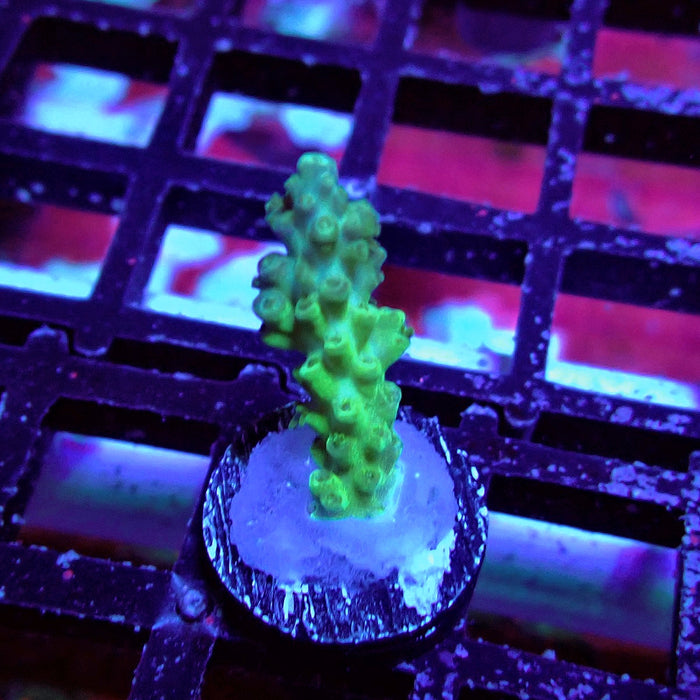 Purple Desalwii Acro Frag
