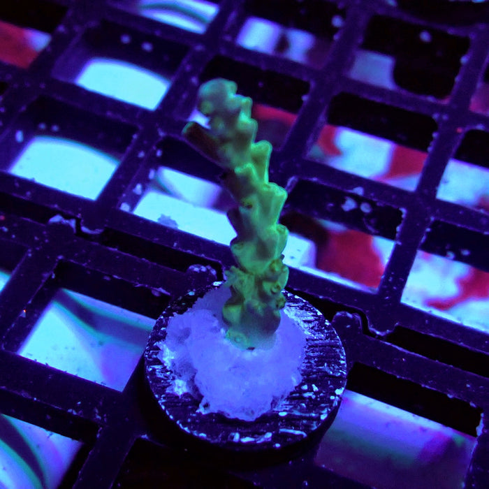 Purple Desalwii Acro Frag