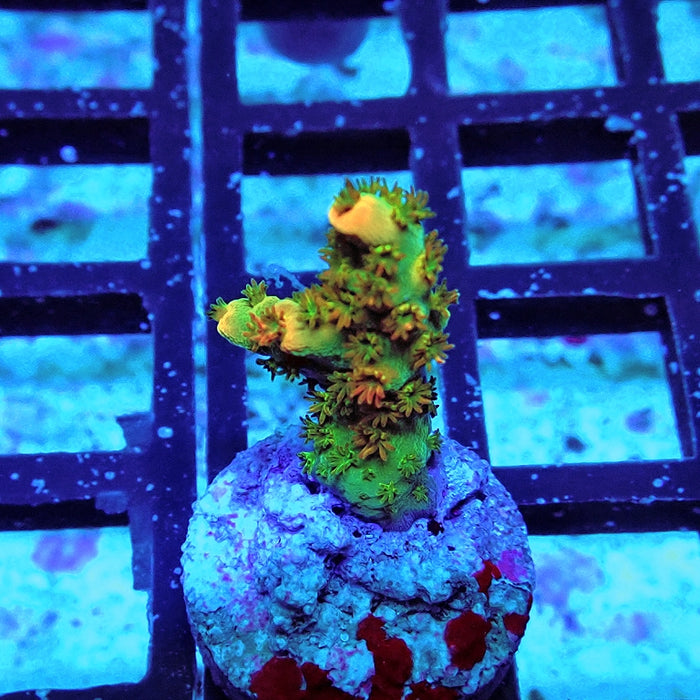 Acro Frag Aquaculture