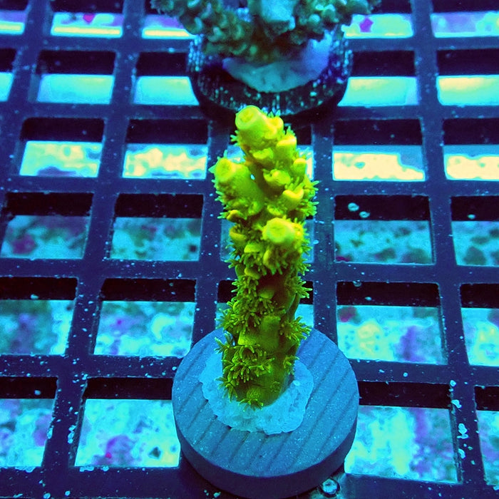 Tenuis Ultra Green Acro