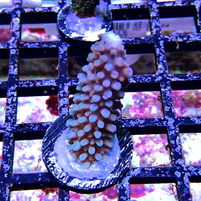 Blue Slimer Acro Frag