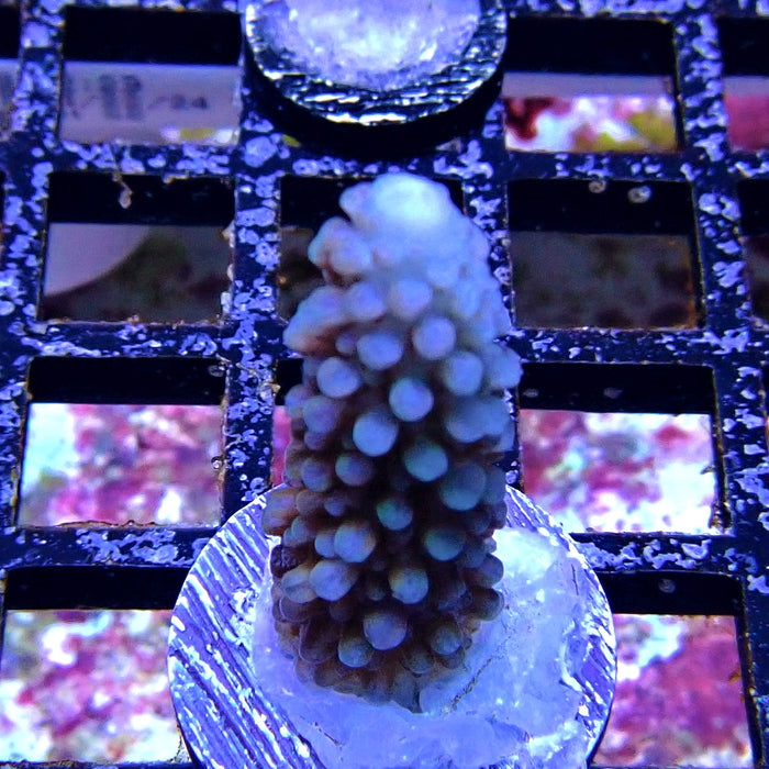 Blue Slimer Acro Frag