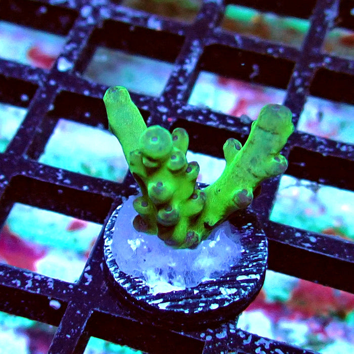 Granulosa Acro Frag