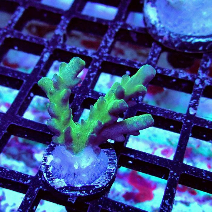 Granulosa Acro Frag
