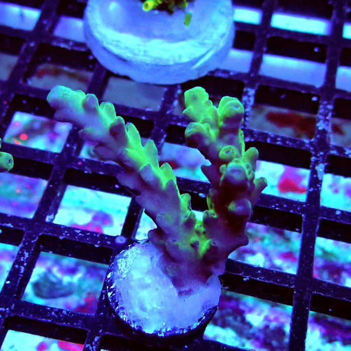Granulosa Acro Frag