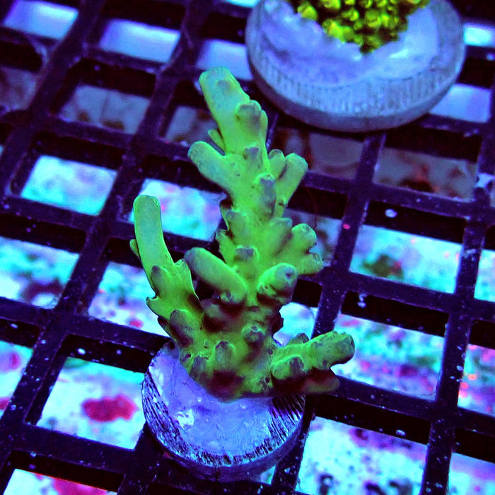 Granulosa Acro Frag
