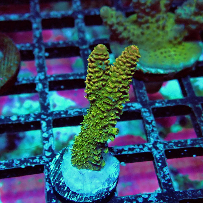 Millepora Acro Frag
